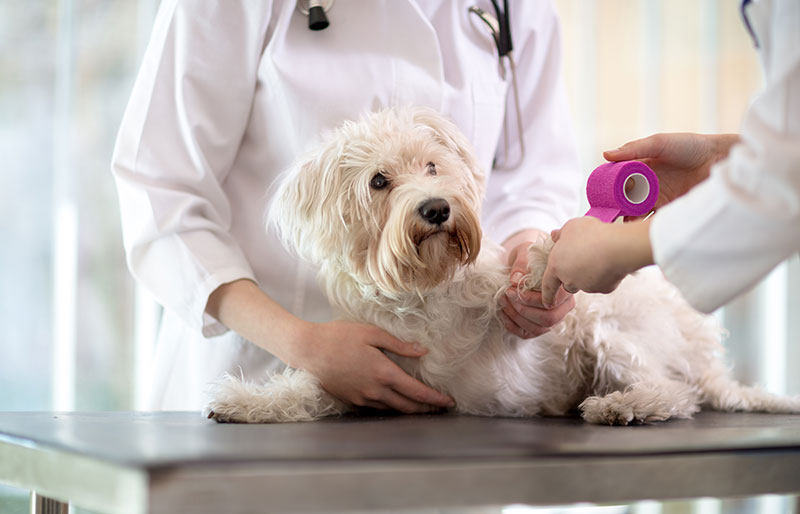 How to Prepare Your Pet for an Emergency Vet Visit: Tips and Tricks?